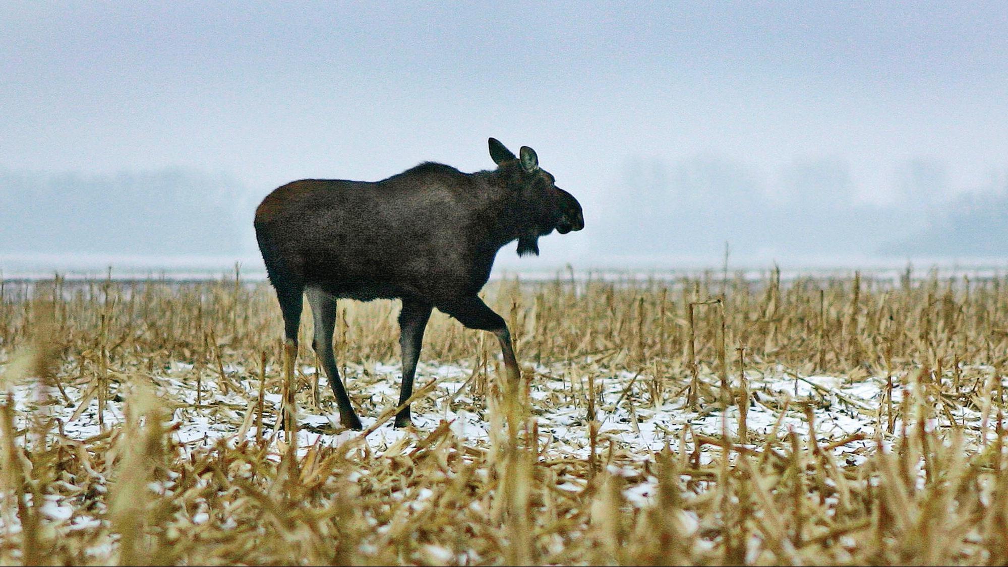 Moose walking through a field on a foggy winter day
